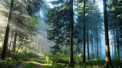 В храме свт. Николая Мирликийского на Трех горах был совершен молебен о сохранении лесов России