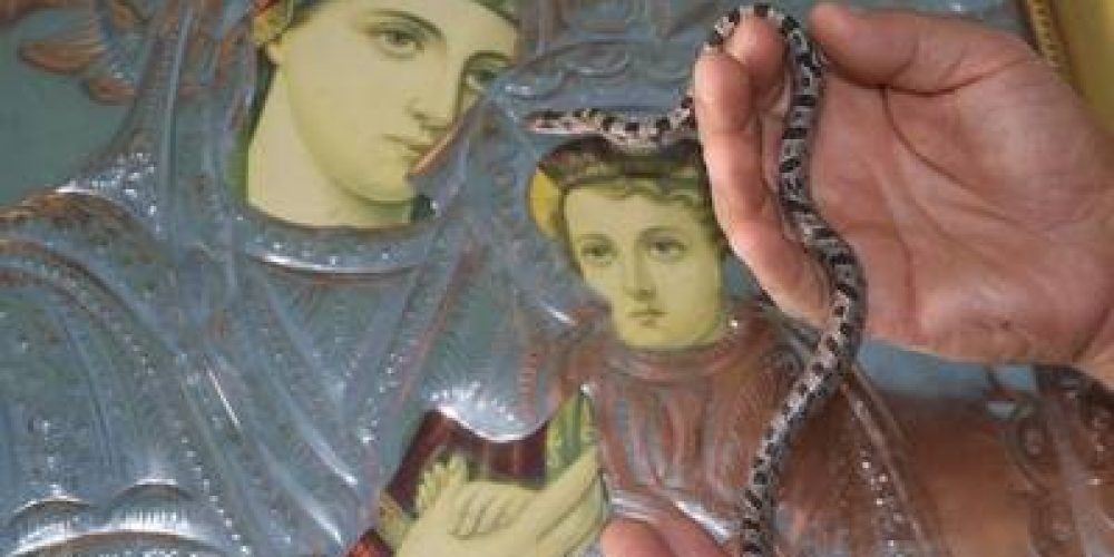 В греческом монастыре змеи в дни празднования Успения поклоняются иконе Божьей Матери