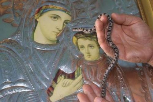 В греческом монастыре змеи в дни празднования Успения поклоняются иконе Божьей Матери