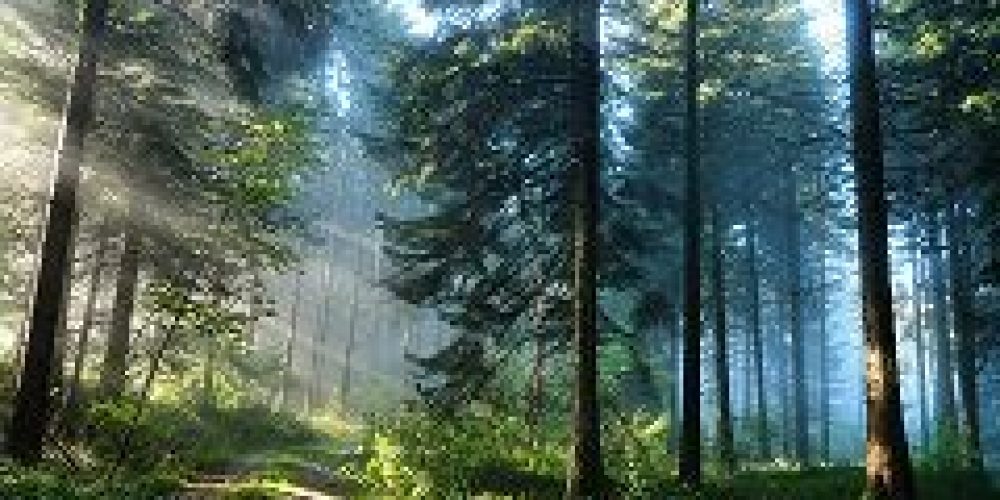 В храме свт. Николая Мирликийского на Трех горах был совершен молебен о сохранении лесов России